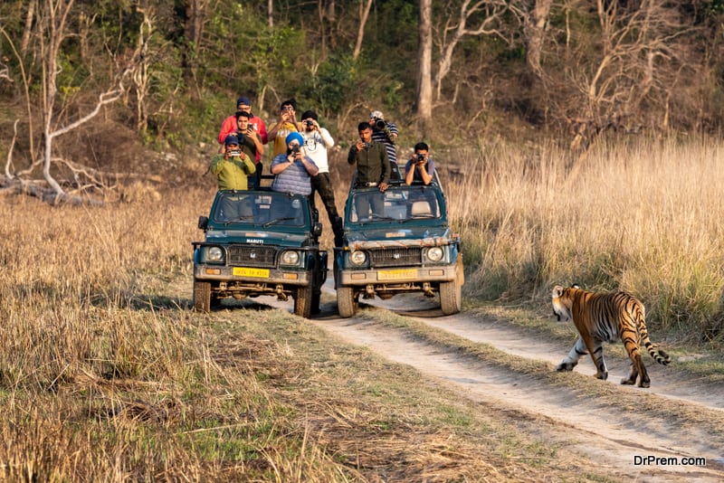  Tiger walking head on to safari vehicles