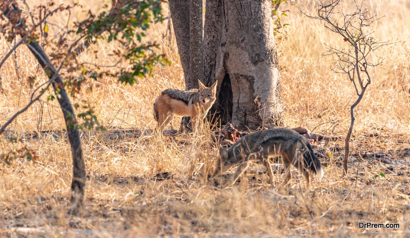 Two Jackals (Canis mesomelas) spotted in the Hwange National Park, Zimbabwe