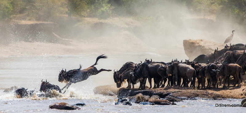 Wildebeest-jumping-into-Mara-River.Masai-Mara-National-Park