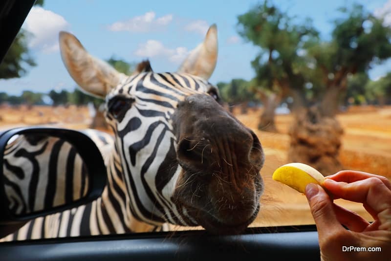 Hand feeding of animal