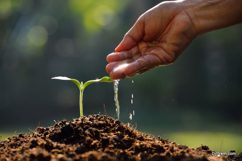 irrigating saplings