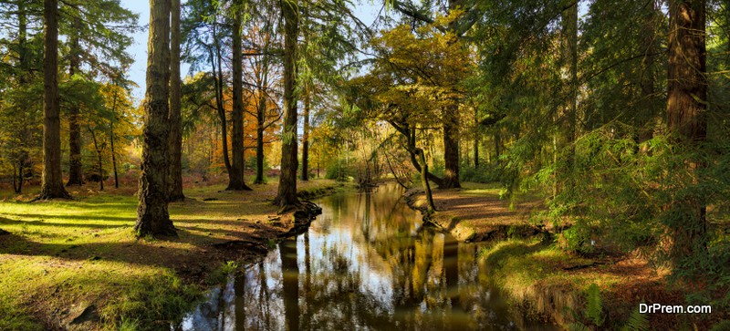 The New Forest National Park, UK