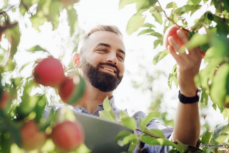 Young bearded attractive smiling guy farmer picking red apples from tree