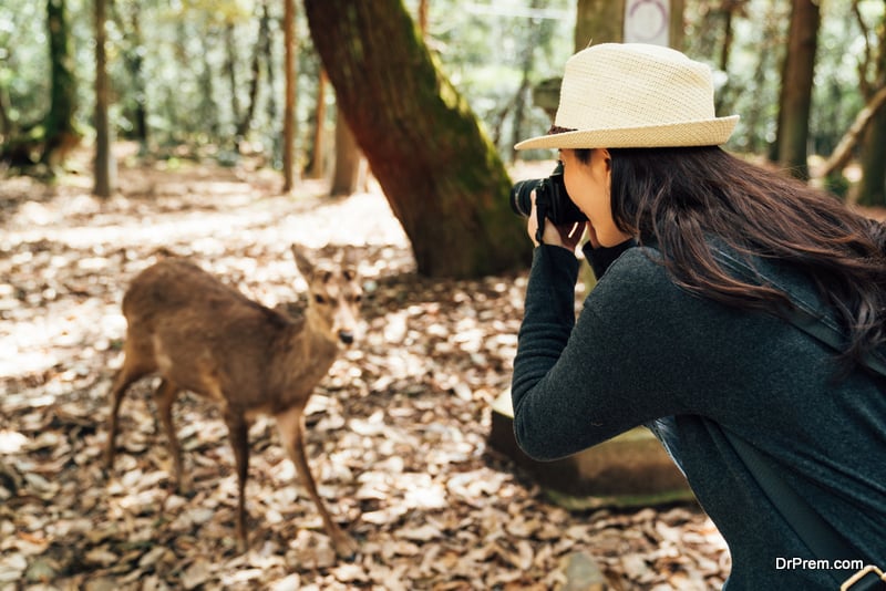 female photographer taking photo of wildlife