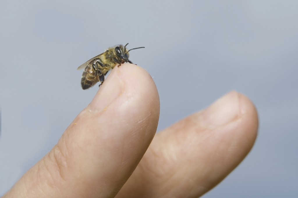 bee on a finger