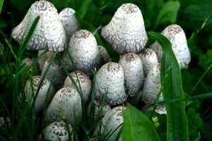 wild_mushrooms