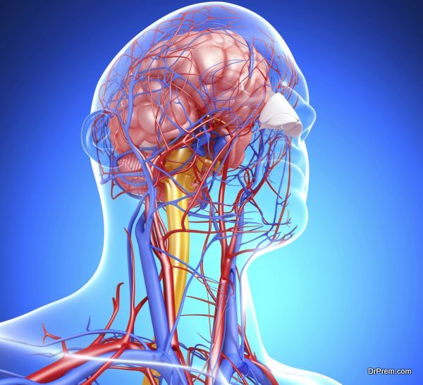 side view of head circulatory system and nervous