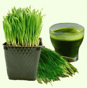 wheatgrass1