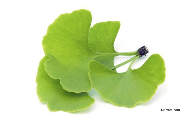 Ginkgoblatt freigestellt - ginkgo leaf isolated 01