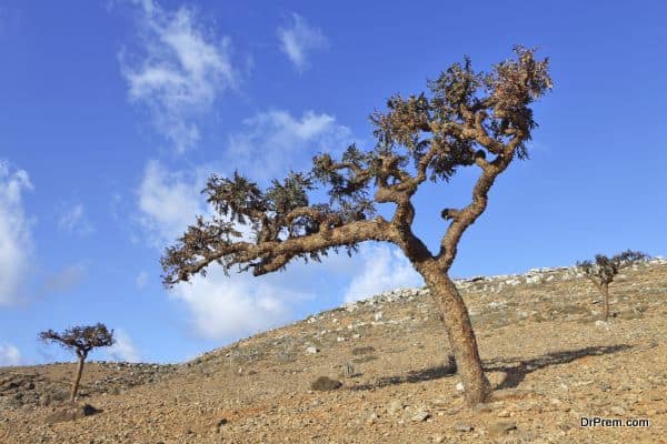 Boswellia tree