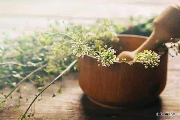 Herb capsella, medicinal herb