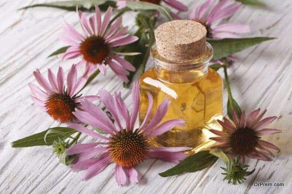 Fragrant medical tincture of Echinacea purpurea closeup