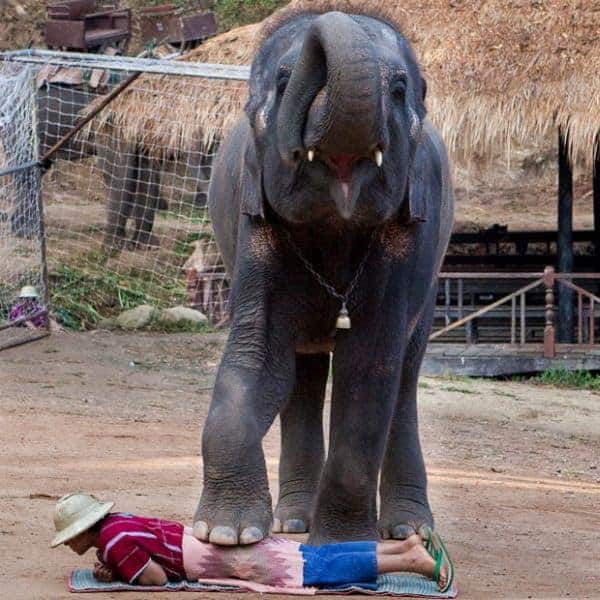 Massage from elephant