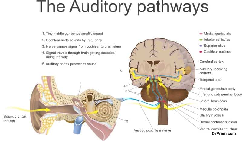auditory pathways