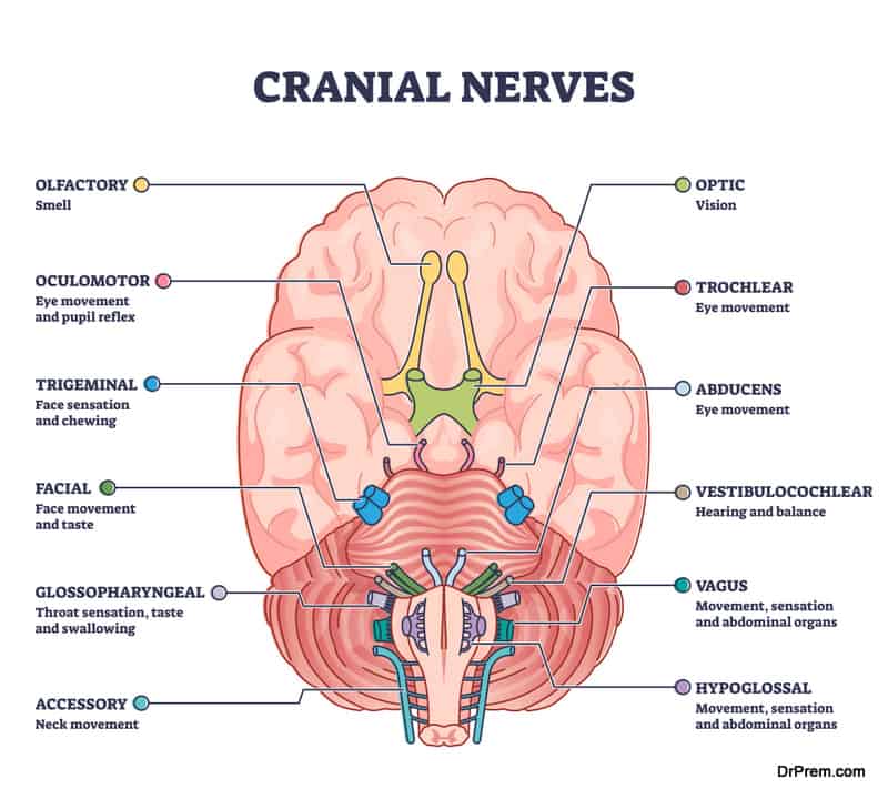Cranial nerves pairs with anatomical sensory functions