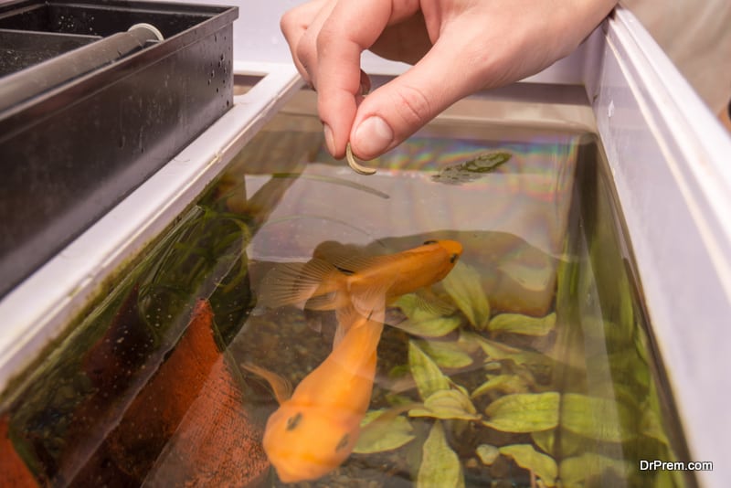 Fish Tanks Provide Therapeutic Benefits at Mercy Home