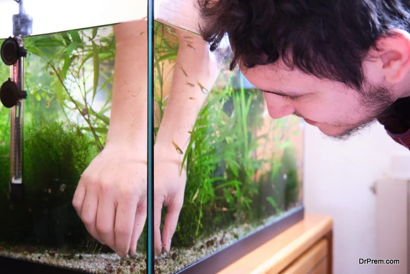 The Benefits of Aquariums on Health and Mood — Buce Plant