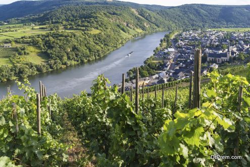 Vineyards of the Moselle River