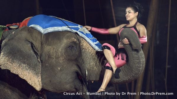 Elephant Show Rambo Circus Mumbai-L